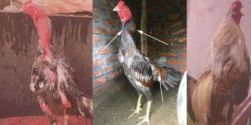 Cách Chăm Sóc Gà Chọi Thay Lông Đúng Kỹ Thuật Và Tốt Nhất 8 cách chăm sóc gà chọi thay lông
