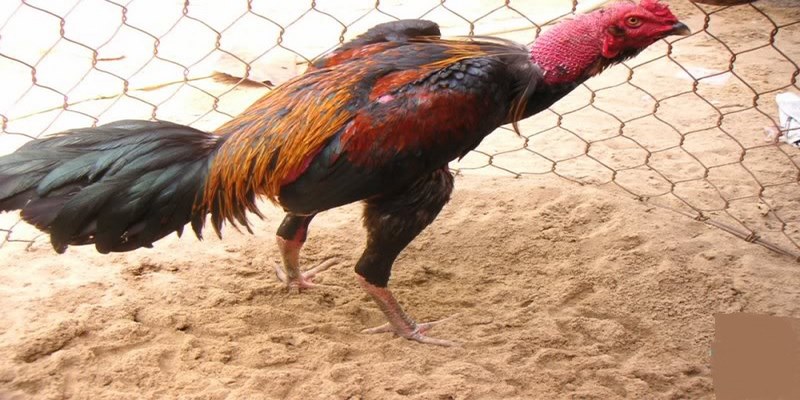 Nguyên Nhân Và Cách Điều Trị Gà Bị Liệt Chân Chuẩn Nhất 5 gà bị liệt chân